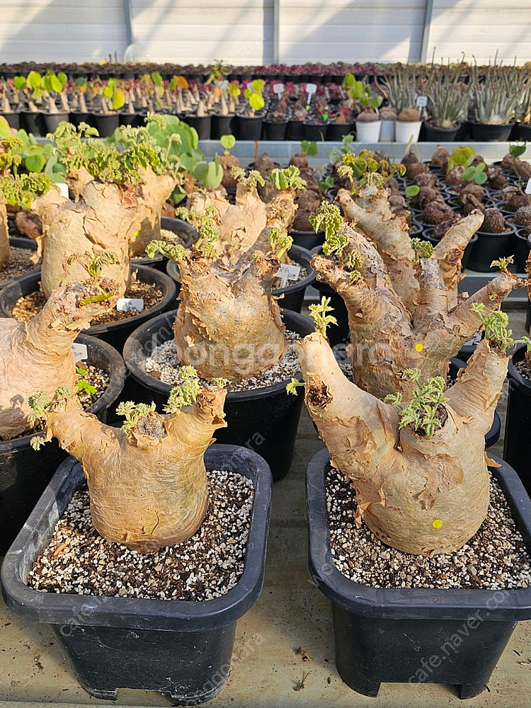 씨포스템마 우터 (아프리카식물/코덱스)--4